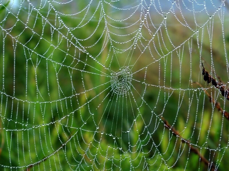 Spiderweb with Dewdrops — Green, Serene, Morning, Photograph, Green Foliage, Branch