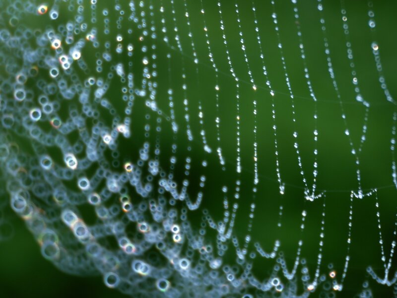 Spiderweb with Dewdrops — Green, Serene, Morning, Photograph, Green Foliage, Spider Silk