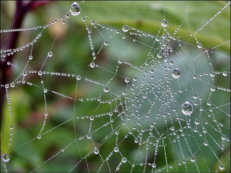 Spiderweb with Dewdrops — Green, Serene, Morning, Photograph, Green Foliage, Spider Silk, White