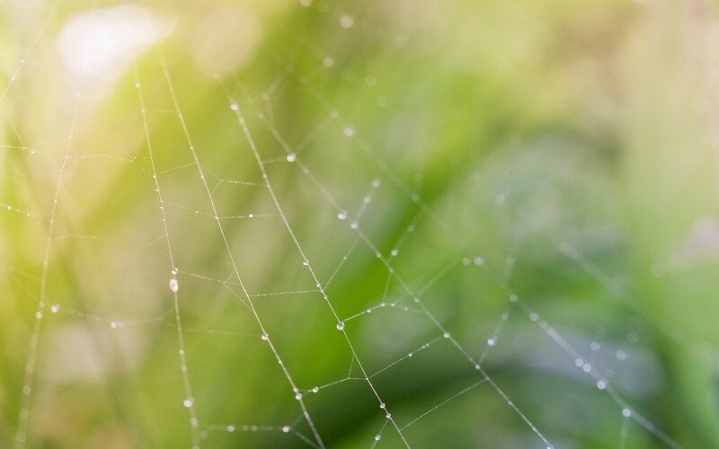 Spiderweb with Dewdrops — Green, Serene, Morning, Photograph, Green Foliage, Sunlight