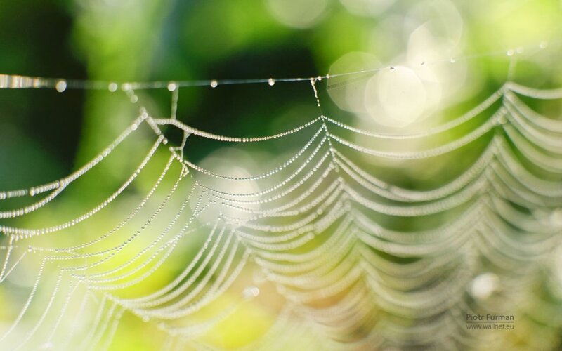 Spiderweb with Dewdrops — Green, Serene, Morning, Photograph, Green Foliage
