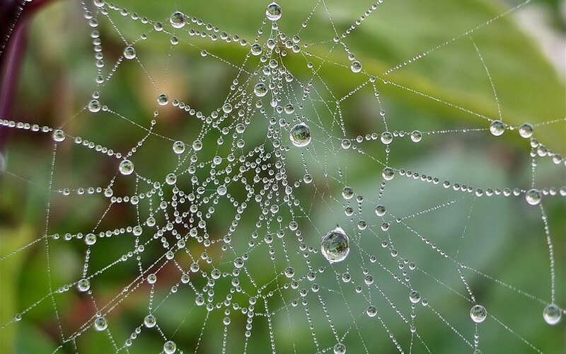 Spiderweb with Dewdrops — Green, Serene, Morning, Photograph, Green Leaves