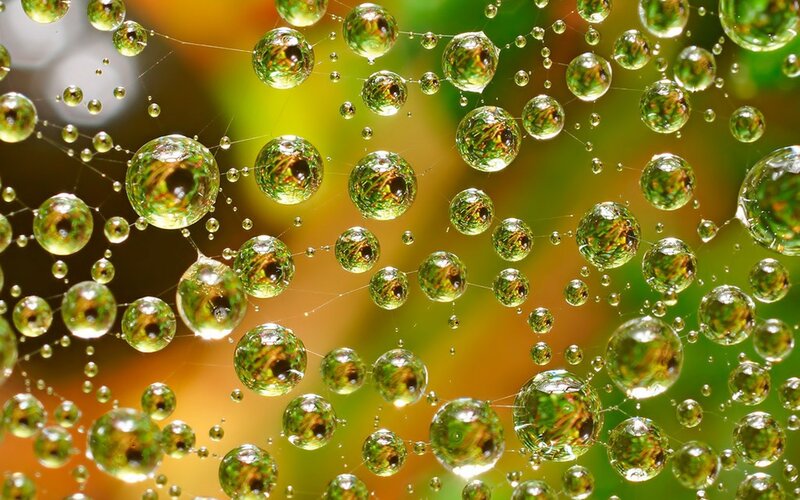 Spiderweb with Dewdrops — Green, Serene, Morning, Photograph, Green Leaves, Yellow