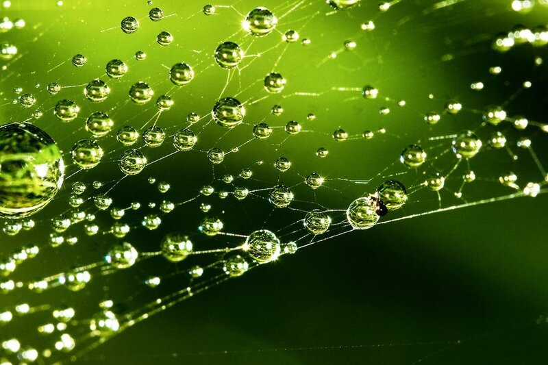 Spiderweb with Dewdrops — Green, Serene, Morning, Photograph, Insect