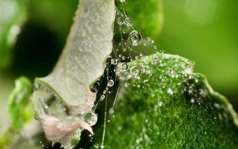 Spiderweb with Dewdrops — Green, Serene, Morning, Photograph, Leaf