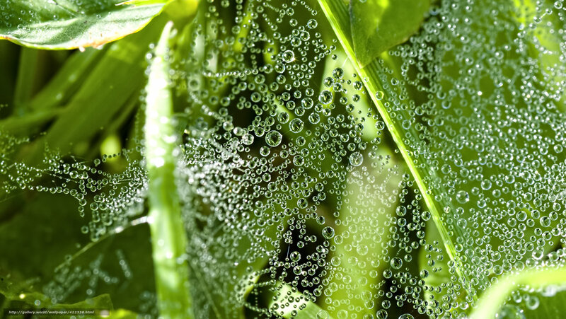 Spiderweb with Dewdrops — Green, Serene, Morning, Photograph, Leaves, Dew, Sunlight