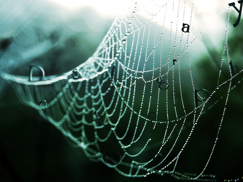 Spiderweb with Dewdrops — Green, Serene, Morning, Photograph, Letters, Sunlight, White