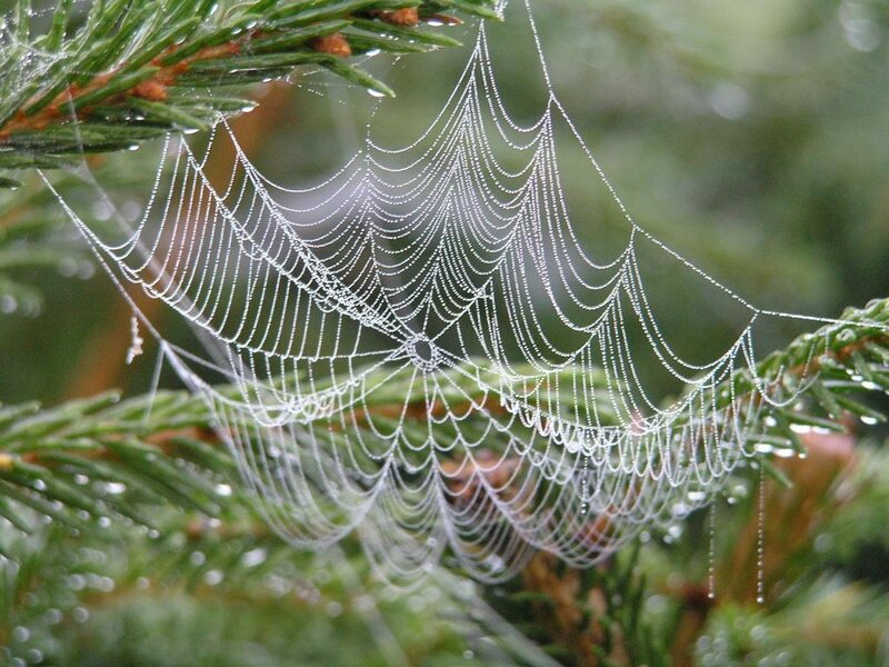 Spiderweb with Dewdrops — Green, Serene, Morning, Photograph, Pine Needles
