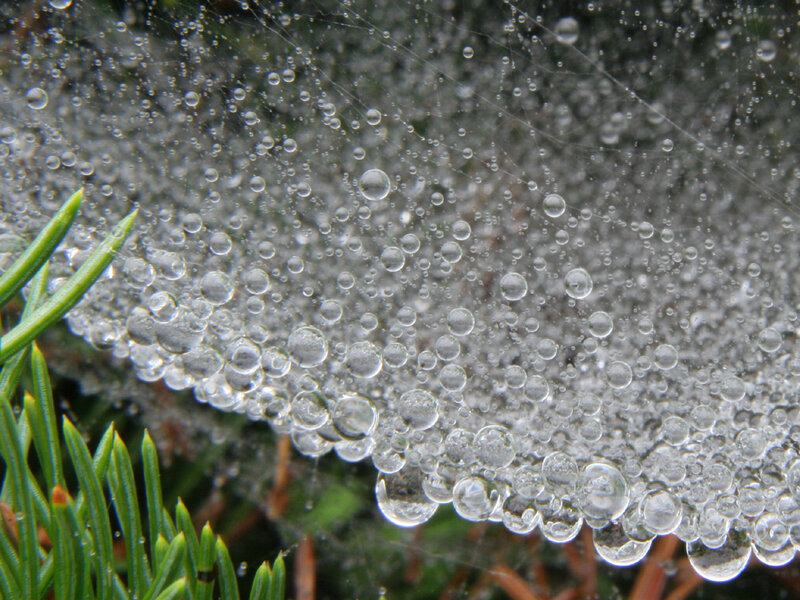 Spiderweb with Dewdrops — Green, Serene, Morning, Photograph, Pine Needles, Web