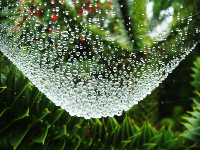 Spiderweb with Dewdrops — Green, Serene, Morning, Photograph, Plant, Greenery