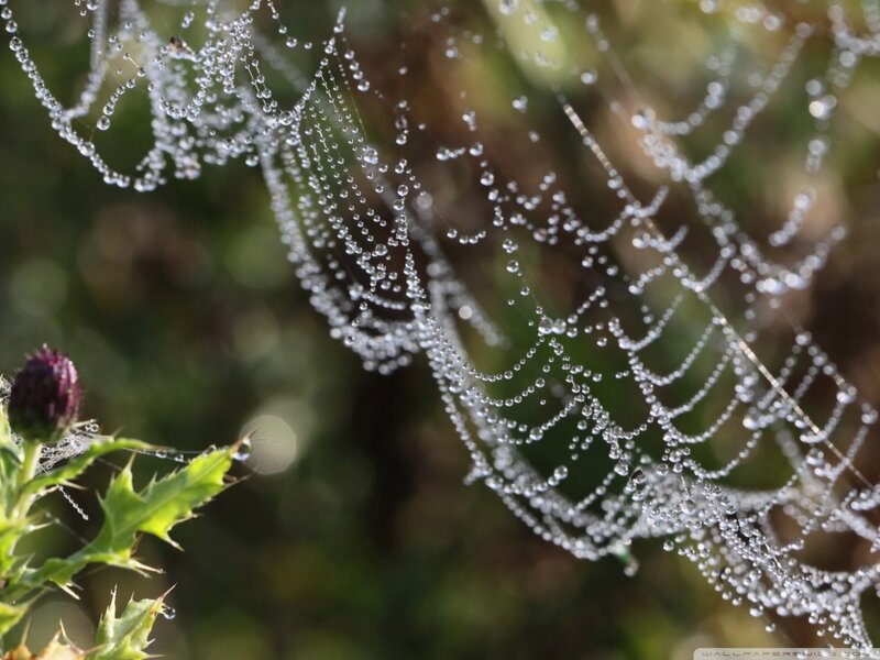 Spiderweb with Dewdrops — Green, Serene, Morning, Photograph, Thistle