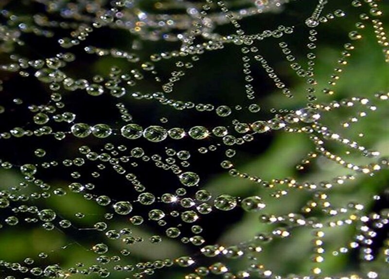 Spiderweb with Dewdrops — Green, Serene, Morning