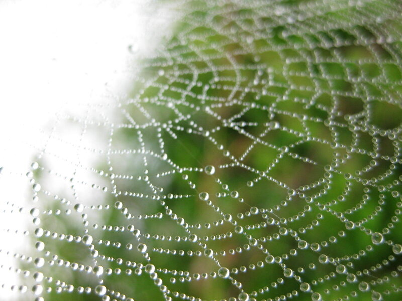 Spiderweb with Dewdrops — Green, Serene