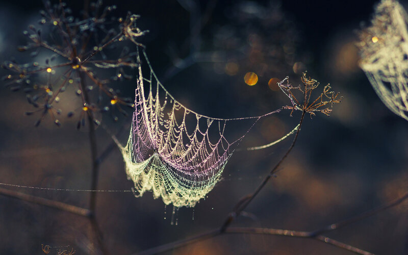 Spiderweb with Dewdrops — Green