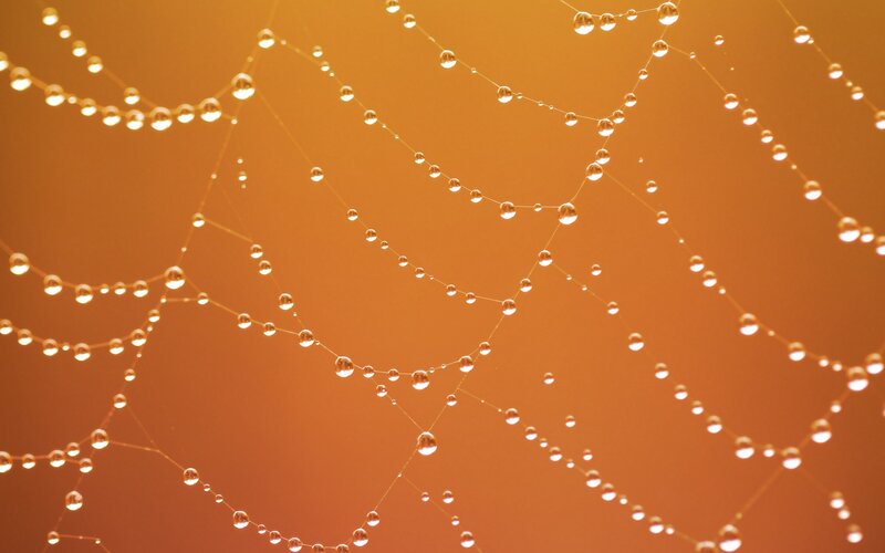 Spiderweb with Dewdrops — Orange, Serene, Morning, Photograph