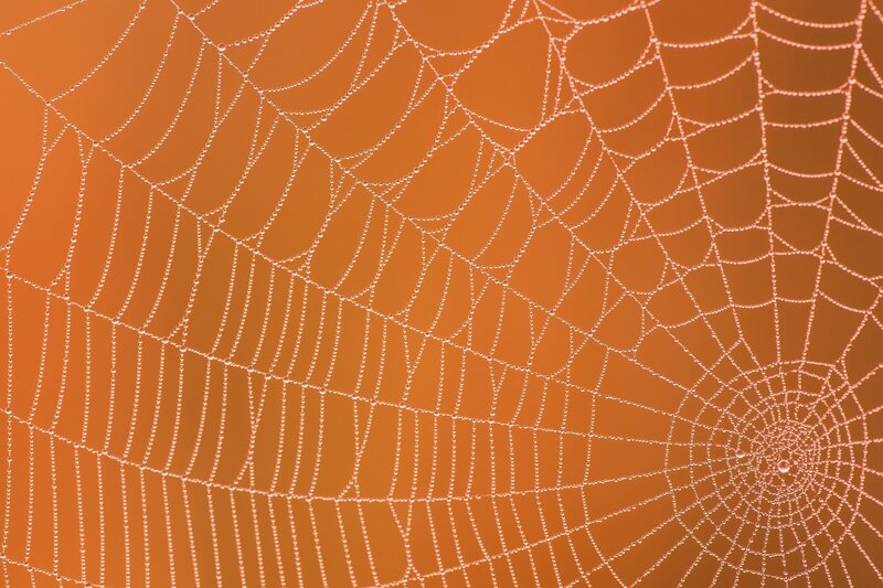 Spiderweb with Dewdrops — Orange, Serene, Morning