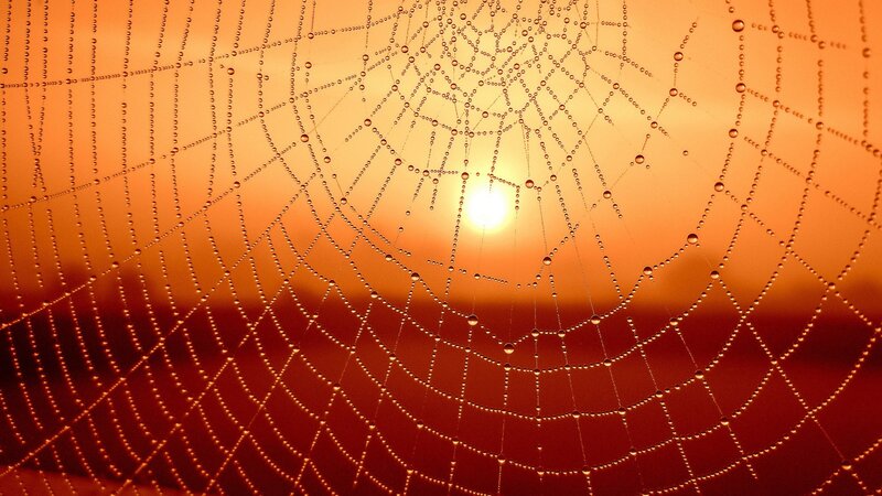 Spiderweb with Dewdrops — Orange, Serene, Sunset
