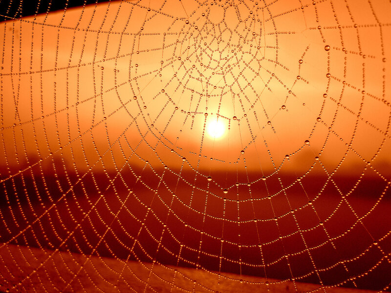 Spiderweb with Dewdrops — Orange, Serene