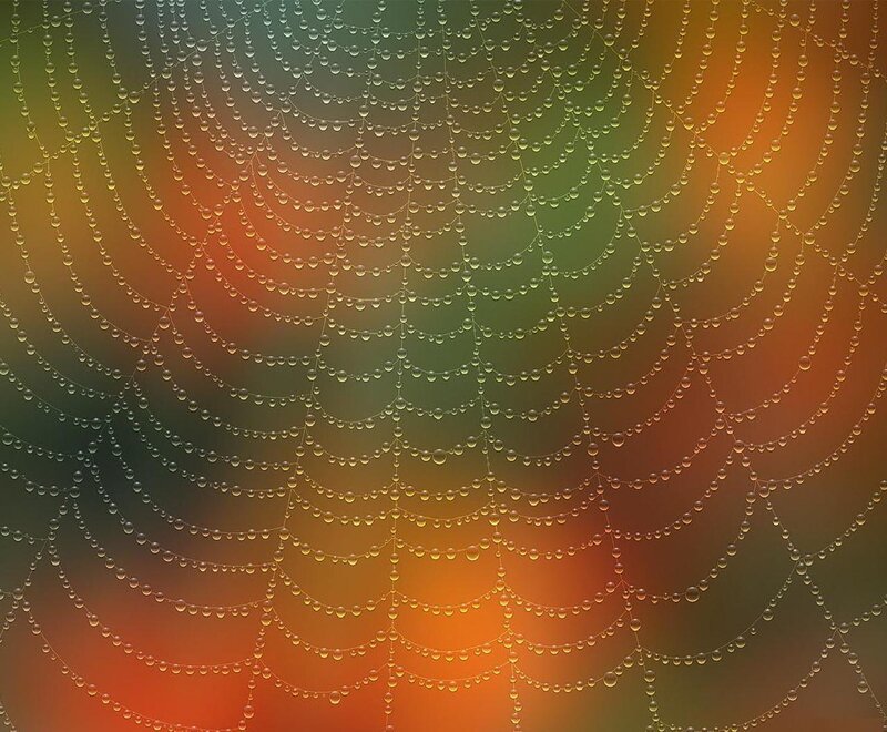 Spiderweb with Dewdrops — Orange
