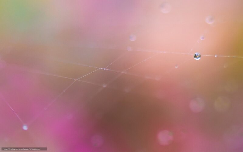 Spiderweb with Dewdrops — Pink, Serene, Morning