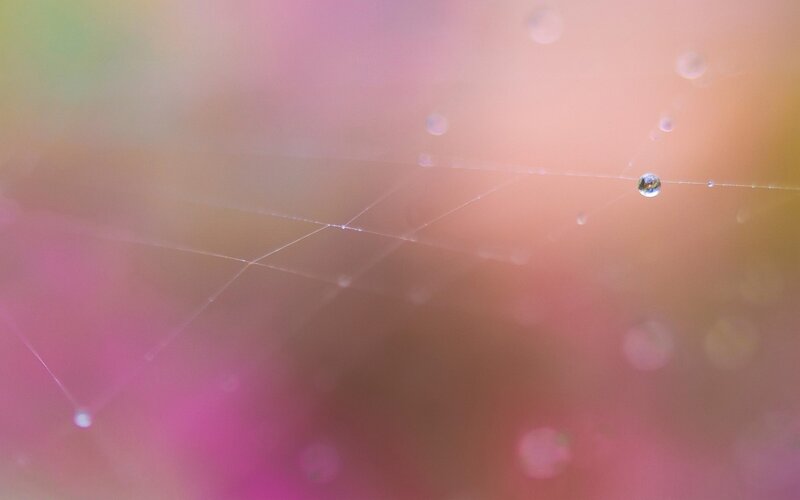 Spiderweb with Dewdrops — Pink, Serene