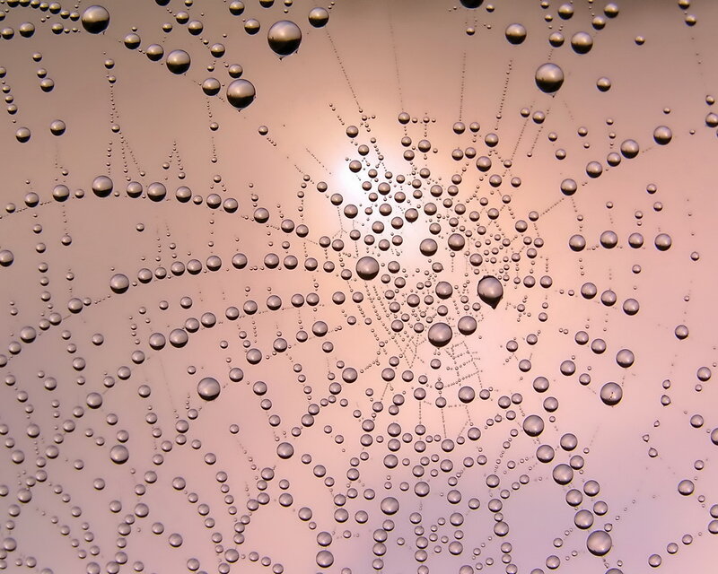 Spiderweb with Dewdrops — Pink