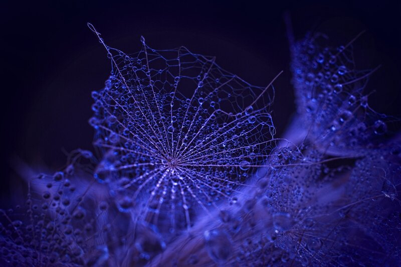 Spiderweb with Dewdrops — Purple, Mysterious