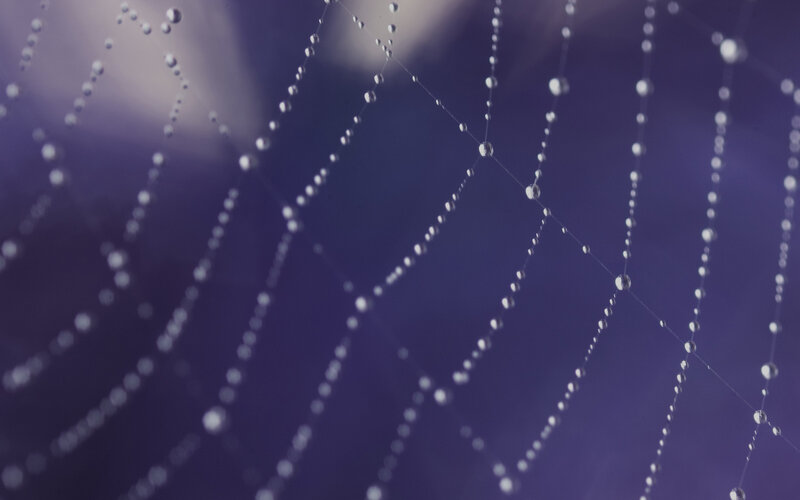 Spiderweb with Dewdrops — Purple, Serene, Morning, Photograph