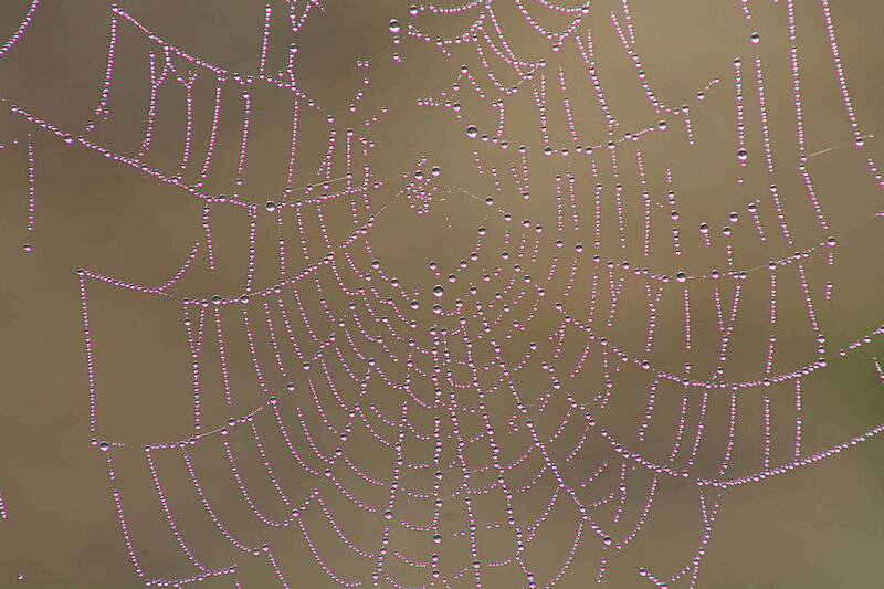 Spiderweb with Dewdrops — Purple, Serene, Morning