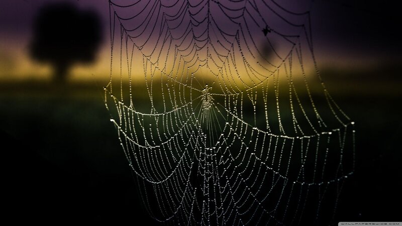 Spiderweb with Dewdrops — Purple, Serene, Sunset