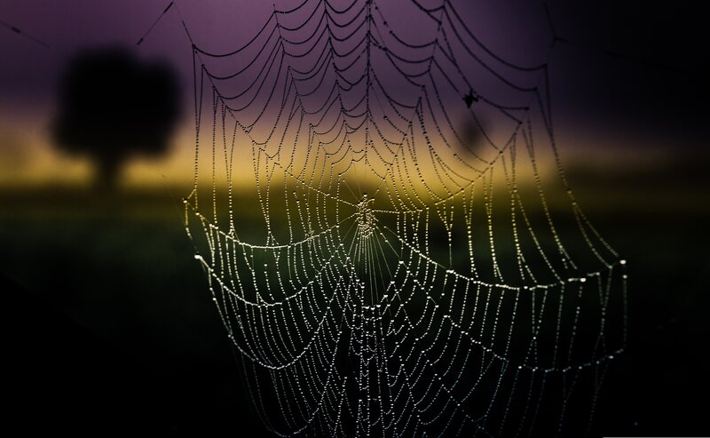 Spiderweb with Dewdrops — Purple, Serene