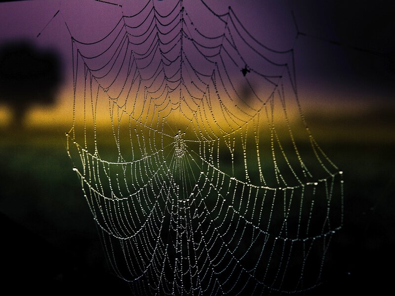 Spiderweb with Dewdrops — Purple