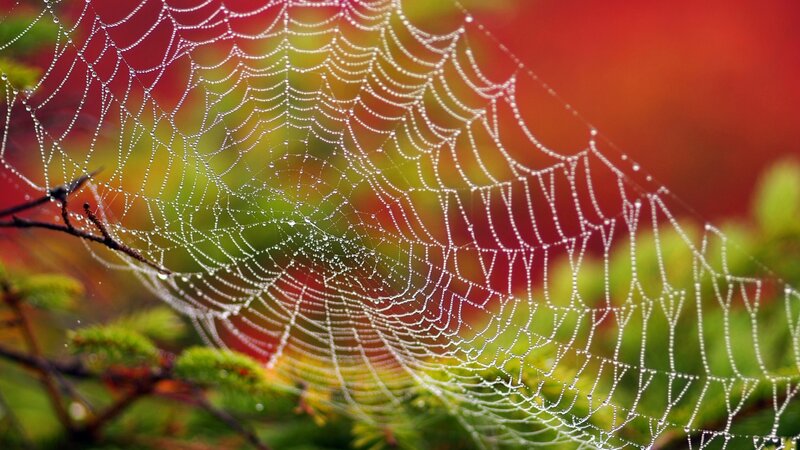 Spiderweb with Dewdrops — Red, Serene, Morning, Photograph