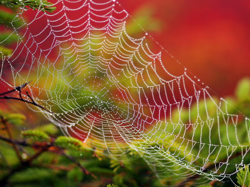 Spiderweb with Dewdrops — Red, Serene, Morning