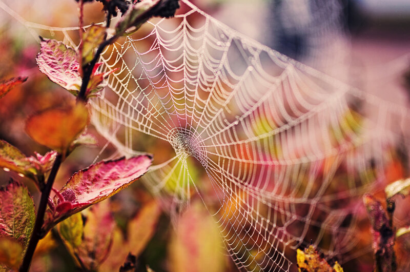 Spiderweb with Dewdrops — Red, Serene