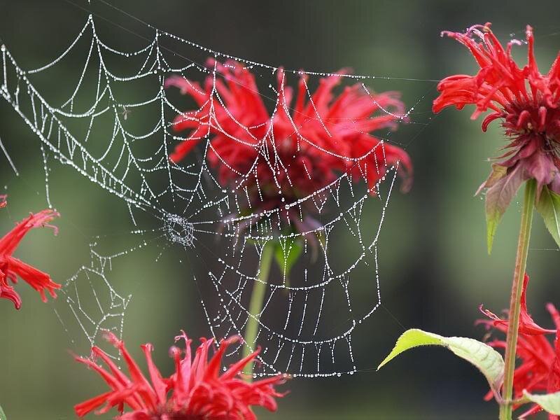 Spiderweb with Dewdrops — Red