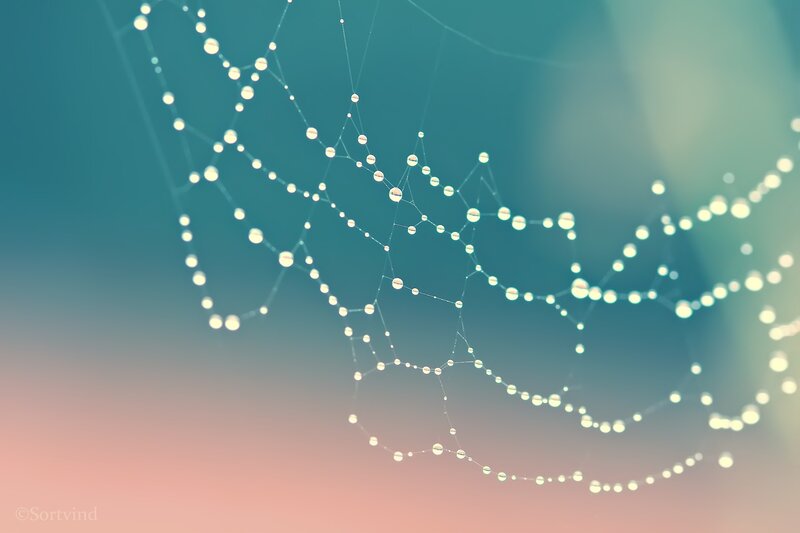 Spiderweb with Dewdrops — Teal