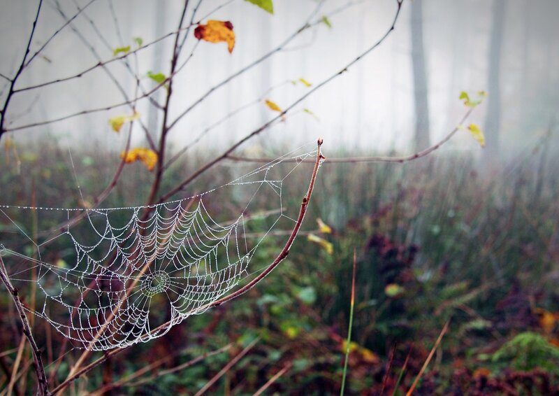 Spiderweb with Dewdrops — White, Misty