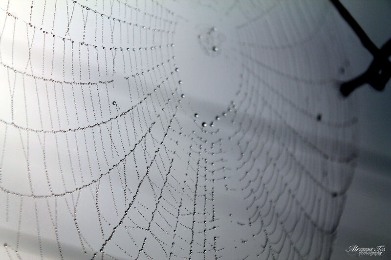 Spiderweb with Dewdrops — White, Serene, Morning, Photograph, Black Object
