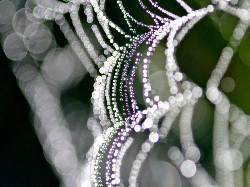 Spiderweb with Dewdrops — White, Serene, Morning, Photograph, Bokeh
