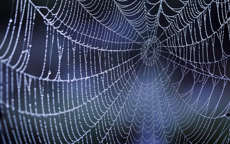 Spiderweb with Dewdrops — White, Serene, Morning, Photograph, Cobweb