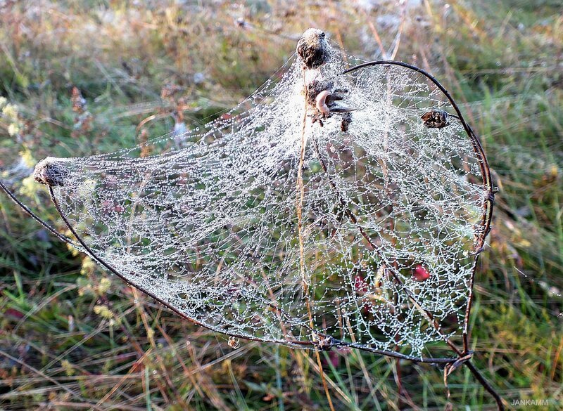 Spiderweb with Dewdrops — White, Serene, Morning, Photograph, Dew, Grass