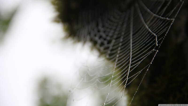 Spiderweb with Dewdrops — White, Serene, Morning, Photograph, Foliage