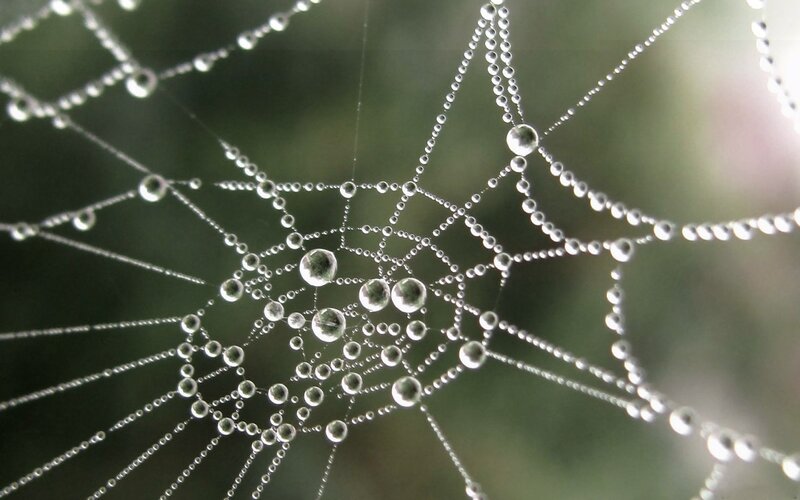 Spiderweb with Dewdrops — White, Serene, Morning, Photograph, Green Background