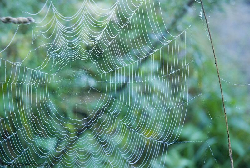 Spiderweb with Dewdrops — White, Serene, Morning, Photograph, Green Foliage, Stick