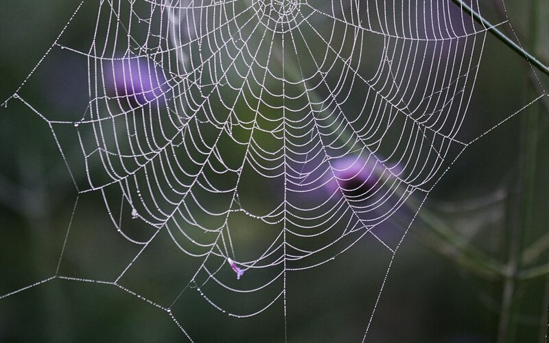 Spiderweb with Dewdrops — White, Serene, Morning, Photograph, Plant, Purple Flower