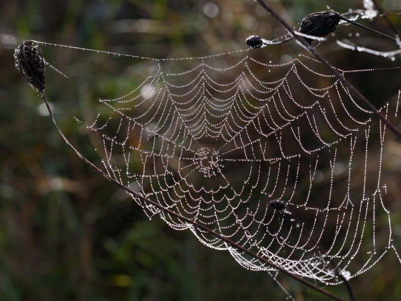 Spiderweb with Dewdrops — White, Serene, Morning, Photograph, Plant Stems, Background Foliage