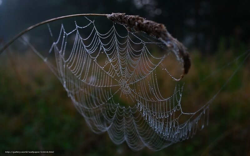 Spiderweb with Dewdrops — White, Serene, Morning, Photograph