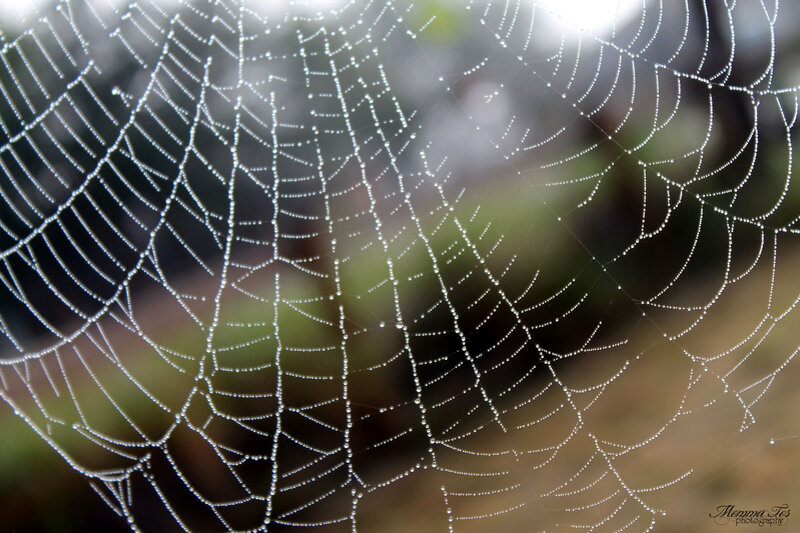 Spiderweb with Dewdrops — White, Serene, Morning, Photograph, Web, Background