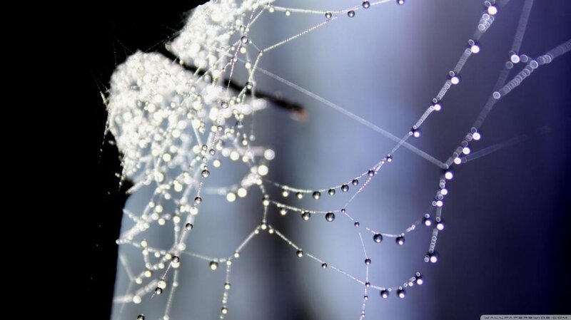 Spiderweb with Dewdrops — White, Serene, Morning, Photograph, Web